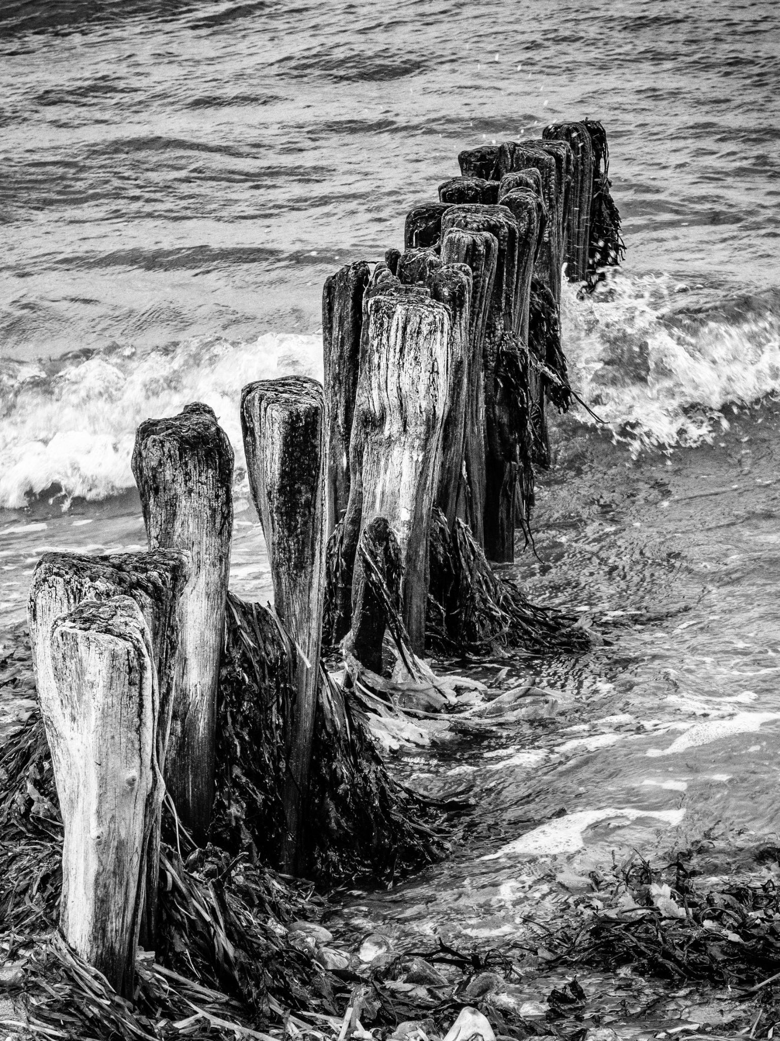 verwitterte Pfähle II