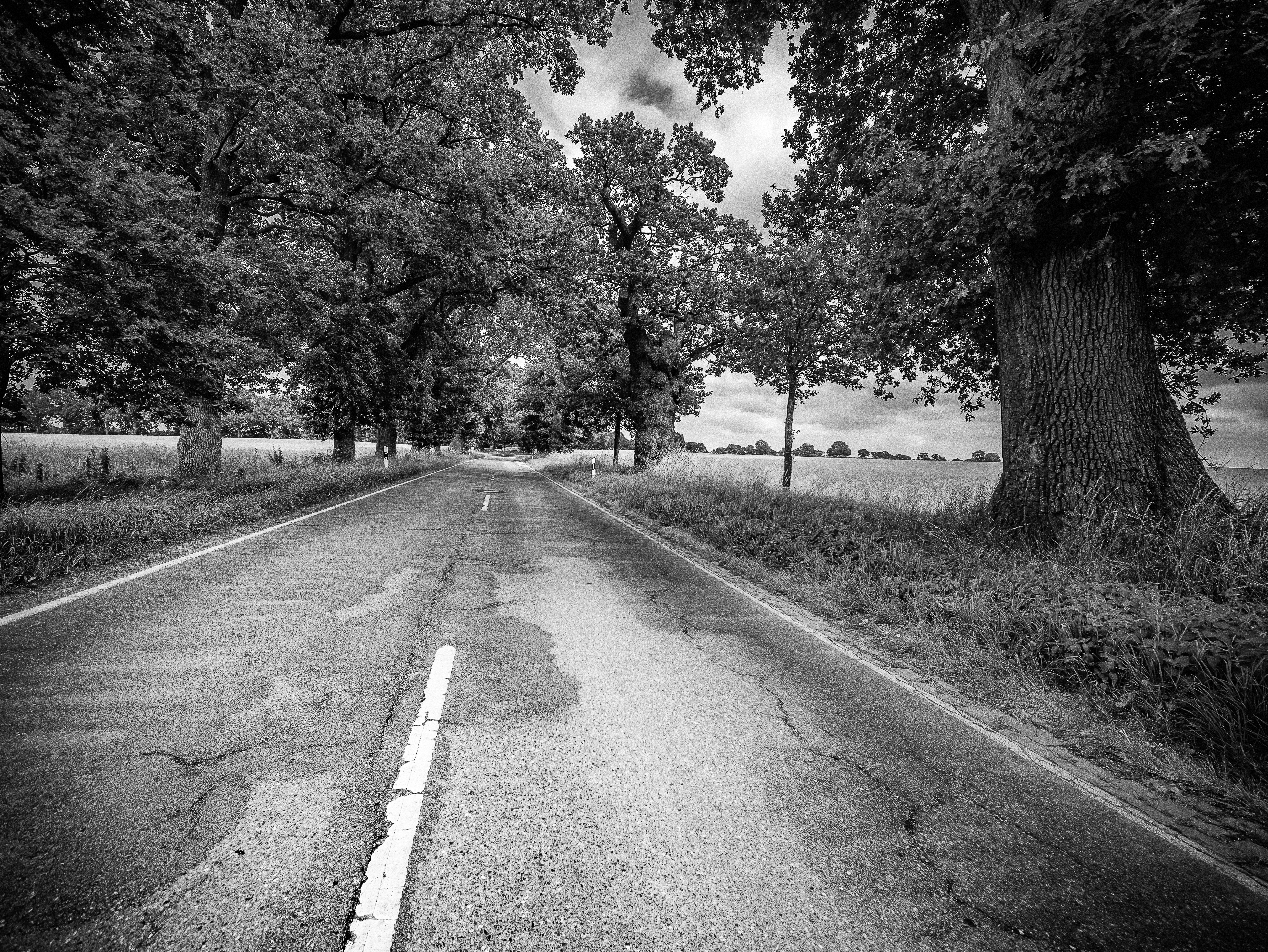 alte Eichenallee III