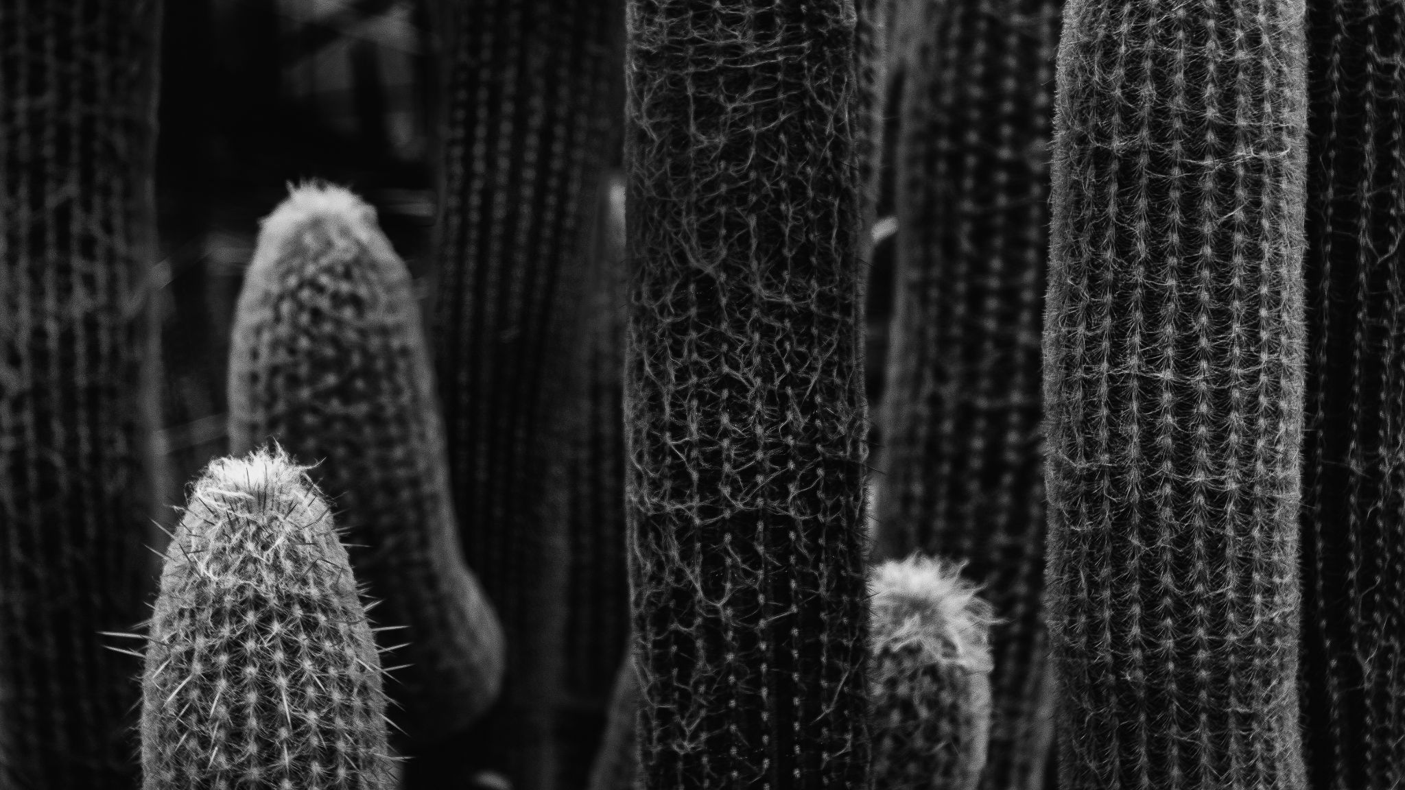 Botanischer Garten Kiel Gewächshaus